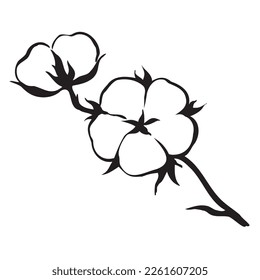 Cotton flower flower and branch. Black and white vector illustration isolated on white background. Hand draw by ink cotton logos, icons. Botanical illustrations.