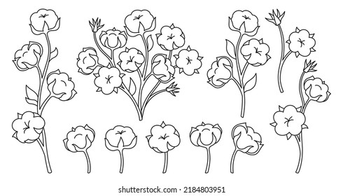 Cotton flower and branch doodle linear set. Natural white blossom fluffy fiber on stem design. Botanical hand drawn wedding herb, rustic trendy greenery. Ripe cotton boll fiber bouquet sketch vector