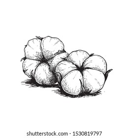 Cotton flower buds. Hand drawn sketch style vector illustration of natural eco cotton. Vintage engraved design. Botanical art isolated on white background.