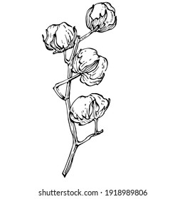 Cotton flower. Floral botanical flower. Isolated illustration element. Vector hand drawing wildflower for background, texture, wrapper pattern, frame or border.