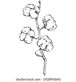 Cotton flower. Floral botanical flower. Isolated illustration element. Vector hand drawing wildflower for background, texture, wrapper pattern, frame or border.