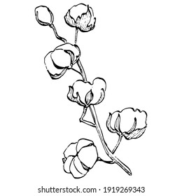 Cotton flower. Floral botanical flower. Isolated illustration element. Vector hand drawing wildflower for background, texture, wrapper pattern, frame or border.