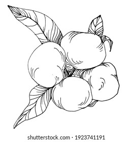 Cotton flower. Floral botanical flower. Isolated illustration element. Vector hand drawing wildflower for background, texture, wrapper pattern, frame or border. Delicate white fluffy cotton.