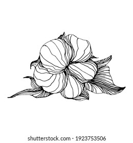 Cotton flower. Floral botanical flower. Isolated illustration element. Vector hand drawing wildflower for background, texture, wrapper pattern, frame or border.