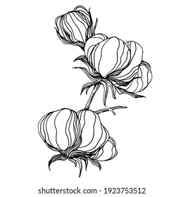Cotton flower. Floral botanical flower. Isolated illustration element. Vector hand drawing wildflower for background, texture, wrapper pattern, frame or border.