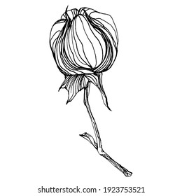 Cotton flower. Floral botanical flower. Isolated illustration element. Vector hand drawing wildflower for background, texture, wrapper pattern, frame or border.