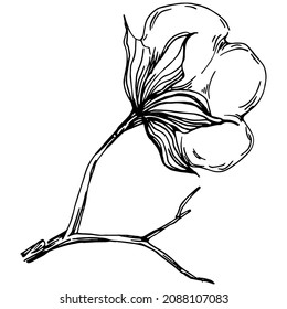 Cotton flower. Floral botanical flower. Isolated illustration element. Vector hand drawing wildflower for background, texture, wrapper pattern, frame or border.