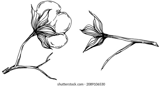 Cotton flower. Floral botanical flower. Isolated illustration element. Vector hand drawing wildflower for background, texture, wrapper pattern, frame or border.