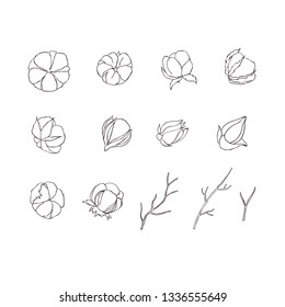 Cotton flower. Floral hand drawn design elements. Line art isolated on the white background.