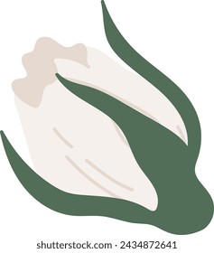 Cotton Flower Head Vector Illustration