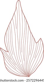 Cotton Flower Leaf Sketch Vector Illustration