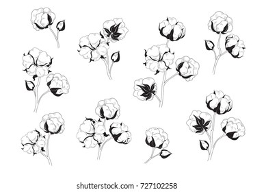 Cotton flower set. Natural material floral collection. Hand drawn sign with flower cotton.