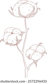 Cotton Flower Sketch Vector Illustration