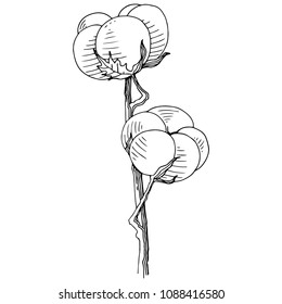 Flor de algodón aislada en forma de vector. Flor silvestre vectorial para fondo, textura, patrón envolvente, marco o borde.