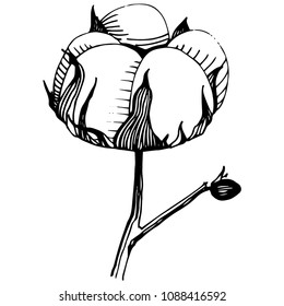 Cotton flower in a vector style isolated. Vector wildflower for background, texture, wrapper pattern, frame or border.