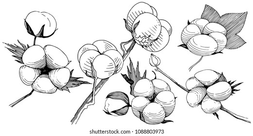 Cotton flower in a vector style isolated. Vector wildflower for background, texture, wrapper pattern, frame or border.