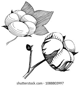 Cotton flower in a vector style isolated. Vector wildflower for background, texture, wrapper pattern, frame or border.