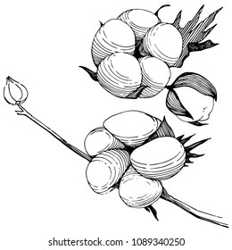 Baumwollblume im Vektorstil einzeln. Vektorwelpen für Hintergrund, Textur, Wrapper-Muster, Rahmen oder Rahmen.
