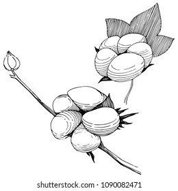 Flor de algodón aislada en forma de vector. Flor silvestre vectorial para fondo, textura, patrón envolvente, marco o borde.