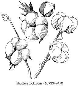Cotton flower in a vector style isolated. Vector wildflower for background, texture, wrapper pattern, frame or border.