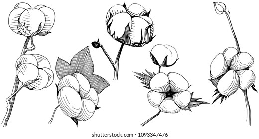 Cotton flower in a vector style isolated. Vector wildflower for background, texture, wrapper pattern, frame or border.