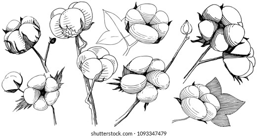 Cotton flower in a vector style isolated. Vector wildflower for background, texture, wrapper pattern, frame or border.
