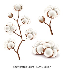 Cotton flowers detailed photo realistic vector set