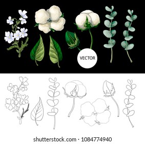Cotton flowers and eucalyptus branch isolated on black background. Vector illustration