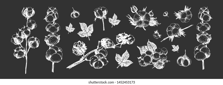 Cotton flowers, leaves and branches composition. Delicate farm field plant ready for harvest. Vintage on black board chalk hand drawing