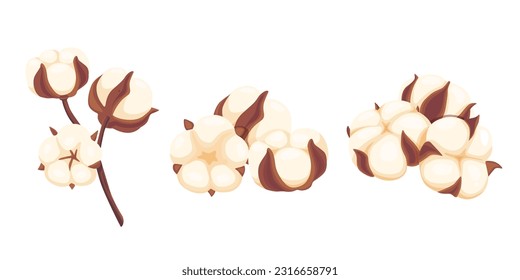 cotton flowers on a white background.Vector illustration cartoon style