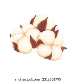 cotton flowers on a white background.Vector illustration cartoon style