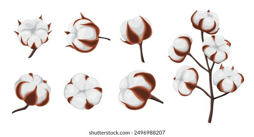 cotton flowers on a white background.Vector illustration cartoon style