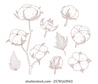 Cotton flowers, plant stem, fluffy buds and leaves hand drawn line sketch set isolated on white . Soft fiber blossoms agricultural harvest cultivated botany collection vintage vector illustration