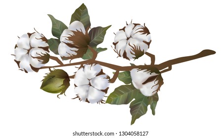Cotton flowers in vector isolated on white background. 3d realistic clip art for labels: cottonseed oil, extract, fabrics, wool. 
