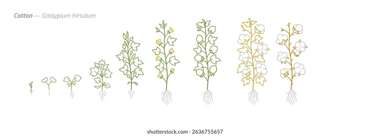 Cotton Growth Stages for Agricultural Use and Crop Treatment