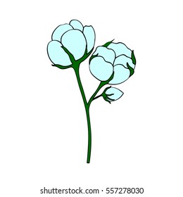 Cotton hand drawn  sketch illustration. Ingredient for fabric, treatment, cosmetics. Retro black on white background