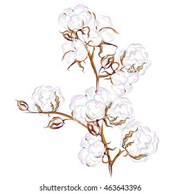 Cotton. Hand drawn vector brush illustration of cotton branch with seed bolls.