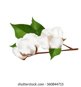 Cotton isolated on the white background. Vector illustration