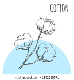 Esbozo vectorial de hojas de algodón planta botánica para el diseño de paquetes de productos cosméticos o textiles de algodón