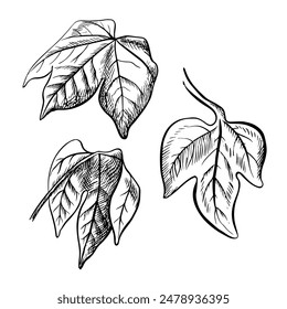 Cotton leaves. A set of black and white vector graphic illustrations made by hand. The leaves of the plant, embodying the beauty of nature are ideal for botanical themes. Isolate on a white background