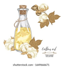 Cotton oil hand drawn. Colorful cotton plant with dry leaves, flowers and glass bottle of oil isolated on white background. Vector illustration. Vintage engraving style.