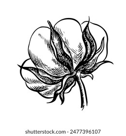 The cotton is organic. Black and white detailed, graphic, vector illustration in the form of a cotton box, emphasizing botanical features. A hand-drawn isolate on a white background.