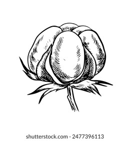 The cotton is organic. Black and white detailed, graphic, vector illustration in the form of a cotton box, emphasizing botanical features. A hand-drawn isolate on a white background.