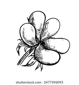 The cotton is organic. A black-and-white, graphic, vector illustration in the form of a blooming box with mature cotton, emphasizing botanical features. Isolate, hand-drawn on a white background.