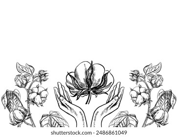 The cotton is organic. Border frame with hands holding cotton. Black and white vector illustration in the form of beautiful hands supporting ripe fluffy cotton. For banners, flyers and posters.