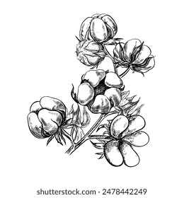 The cotton is organic. A branch of ripe cotton, emphasizing the botanical features. Black and white, detailed, graphic, vector illustration. Isolate, hand-drawn on a white background.