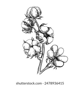 The cotton is organic. A branch of ripe cotton, emphasizing the botanical features. Black and white, detailed, graphic, vector illustration. Isolate, hand-drawn on a white background.
