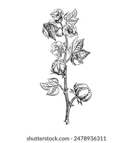 The cotton is organic. A branch of unripe cotton with flowers, leaves and buds, emphasizing the botanical features. Black and white, detailed, graphic, vector illustration. Isolate, hand-drawn.