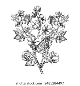 The cotton is organic. Branches of ripe cotton with leaves and flowers that emphasize botanical features. Black and white, graphic, vector illustration. Isolate, hand-drawn on a white background