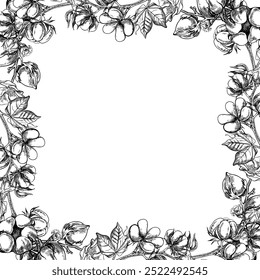 The cotton is organic. A frame with cotton twigs. Black and white, detailed, graphic, vector illustration, hand-drawn, on a white background. For labels, packaging, postcards and posters.